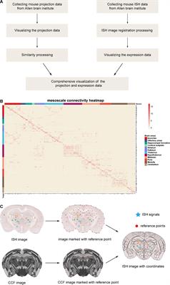 The Connectome and Chemo-Connectome Databases for Mice Brain Connection Analysis